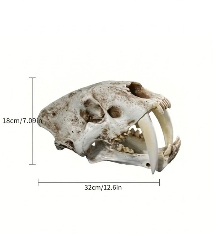A Polyresin Model of a Saber-Toothed Tiger Skull for Home Decor
