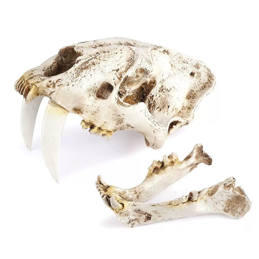 A Polyresin Model of a Saber-Toothed Tiger Skull for Home Decor