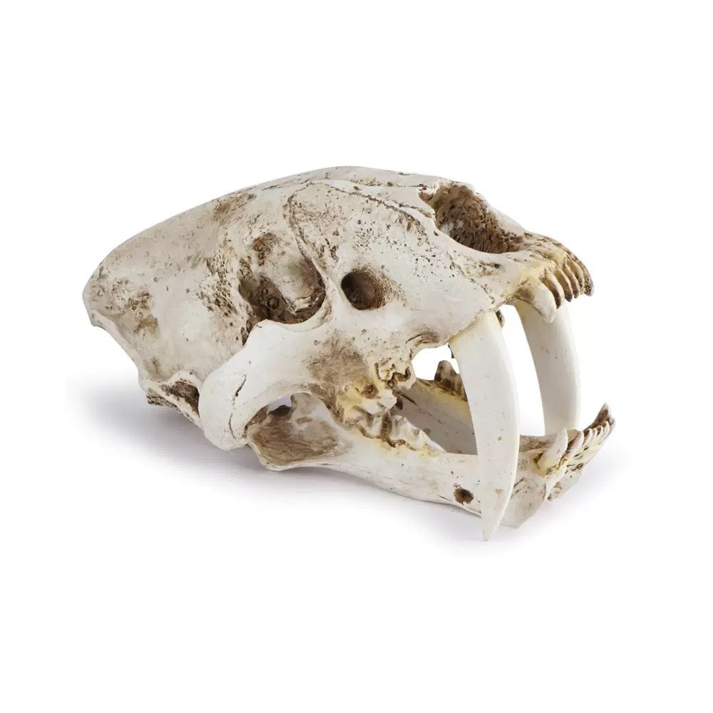 A Polyresin Model of a Saber-Toothed Tiger Skull for Home Decor