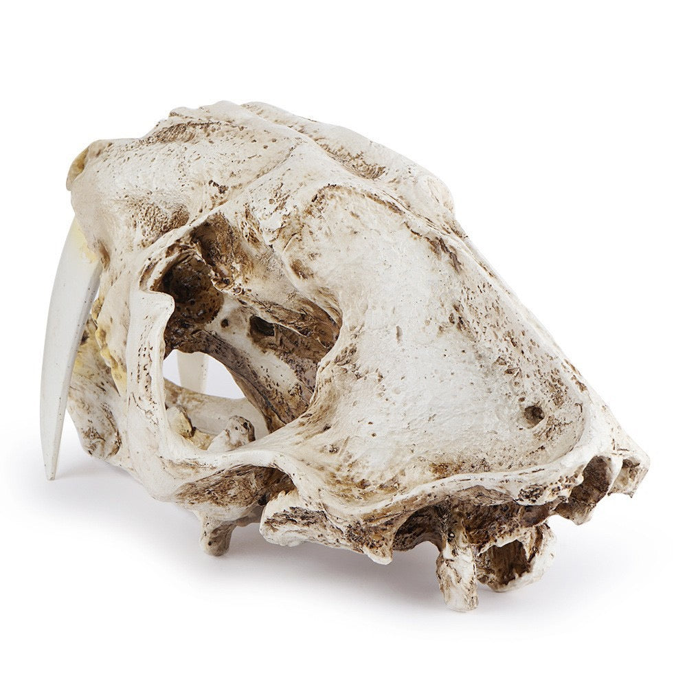 A Polyresin Model of a Saber-Toothed Tiger Skull for Home Decor