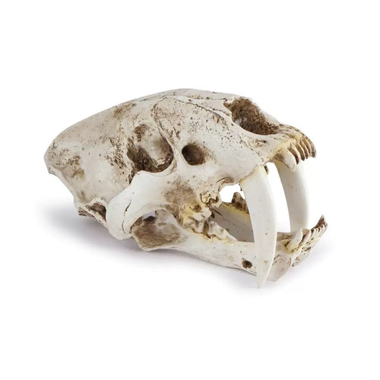 A Polyresin Model of a Saber-Toothed Tiger Skull for Home Decor